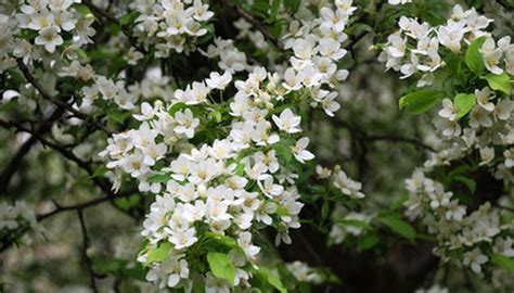 white tree blossom identification